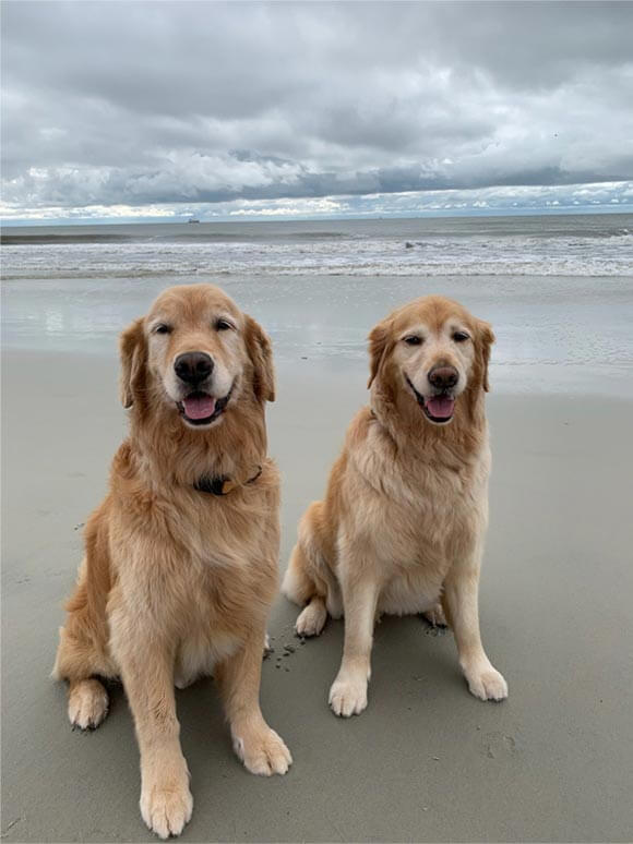 Dog Friendly callout